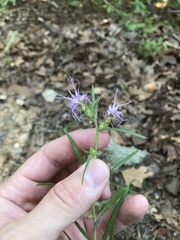Liatris hirsuta