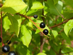 Prunus padus
