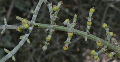 Phoradendron californicum