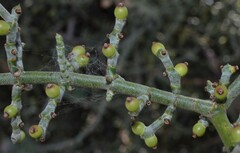 Phoradendron californicum
