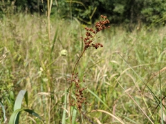 Juncus biflorus