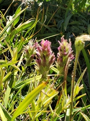 Castilleja lassenensis