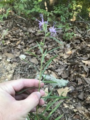 Liatris hirsuta