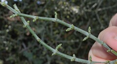 Phoradendron californicum