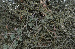 Phoradendron californicum