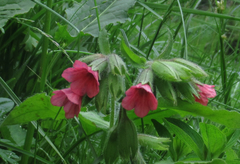 Pulmonaria rubra