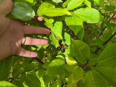 Prunus padus