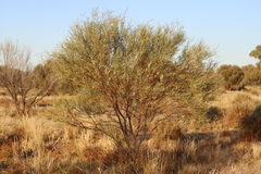 Acacia cambagei