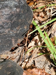 Camponotus floridanus