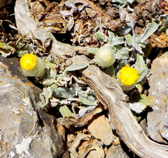 Helichrysum doerfleri