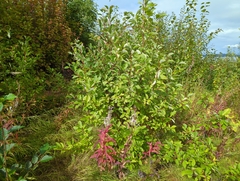 Prunus padus