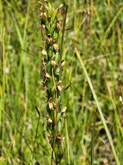 Platanthera lacera