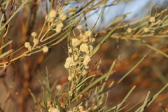 Acacia cambagei