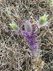 Eryngium leavenworthii