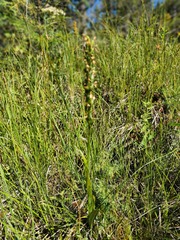 Platanthera lacera