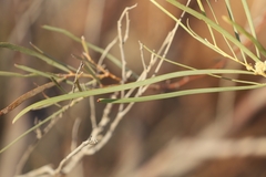 Acacia cambagei