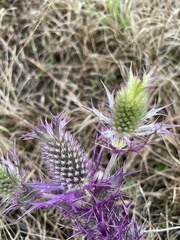 Eryngium leavenworthii