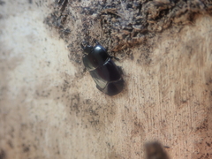 Hololepta plana