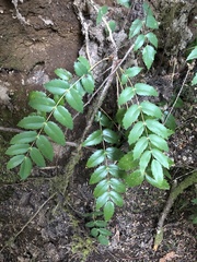 Berberis nervosa