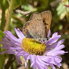 Tharsalea dorcas sangremar