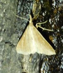 Renia discoloralis