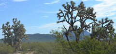 Yucca brevifolia