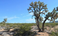 Yucca brevifolia