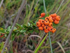Pyracantha coccinea