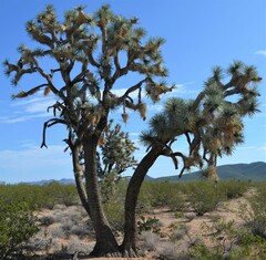 Yucca brevifolia