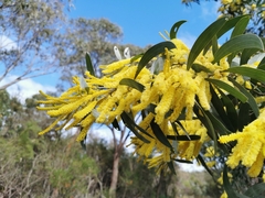 Acacia binervia