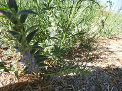 Trichostema lanceolatum