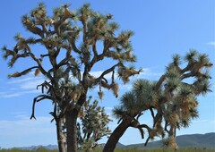 Yucca brevifolia