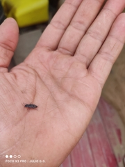 Melanophila consputa
