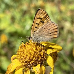 Tharsalea dorcas sangremar