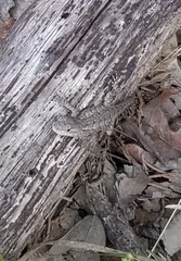 Sceloporus consobrinus