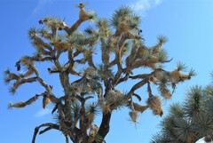 Yucca brevifolia
