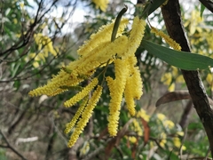 Acacia binervia