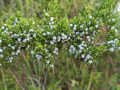 Eastern redcedar (Juniperus virginiana)