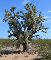 Yucca brevifolia