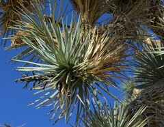 Yucca brevifolia