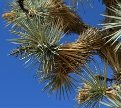 Yucca brevifolia