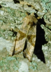 Phlogophora