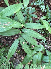 Maianthemum stellatum