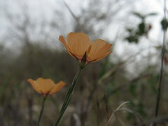 Linum puberulum