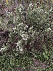 Symphyotrichum ericoides