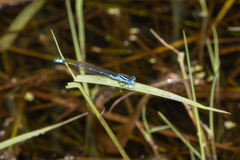 Austroagrion watsoni