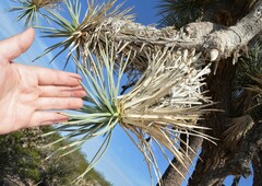 Yucca brevifolia
