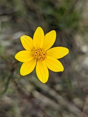 Bidens trichosperma