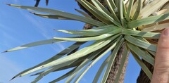 Yucca brevifolia