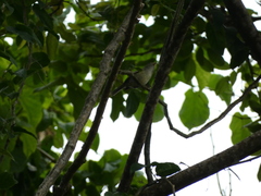 Vireo modestus